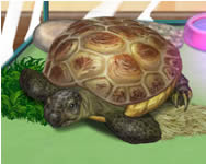 csajos - Pet turtle