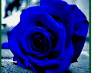 Blue roses puzzle csajos HTML5 játék